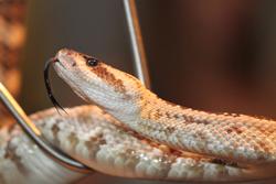 Rattlesnake on the table for Live and (sort of) on the Loose